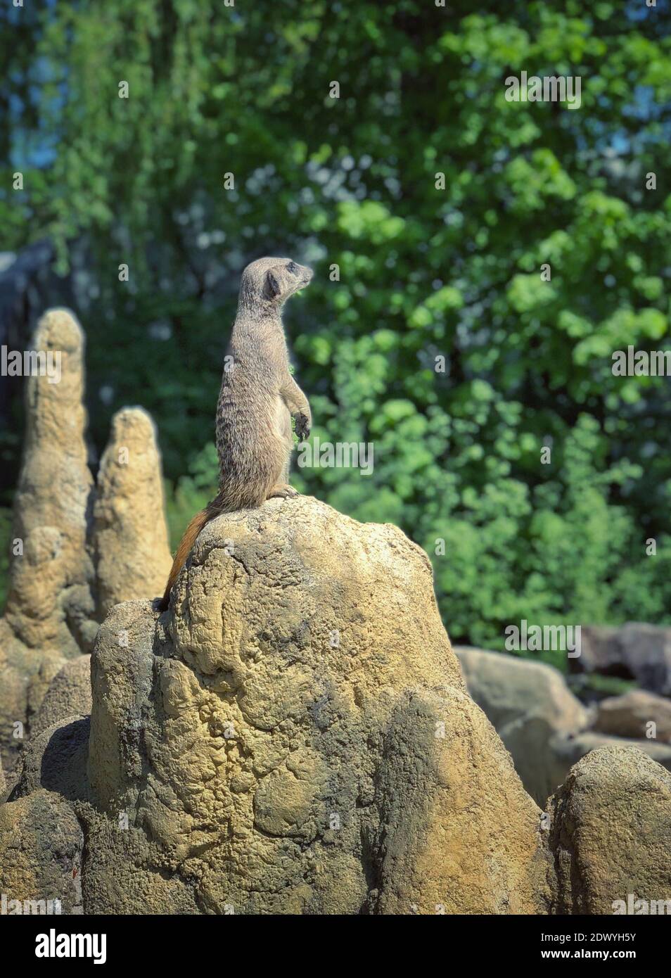 View Of An Animal Sitting On Rock Stock Photo