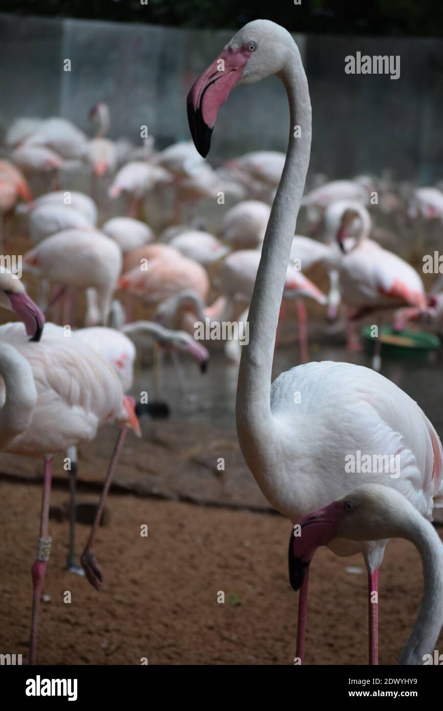 Selective focus vertical shot hi-res stock photography and images - Alamy
