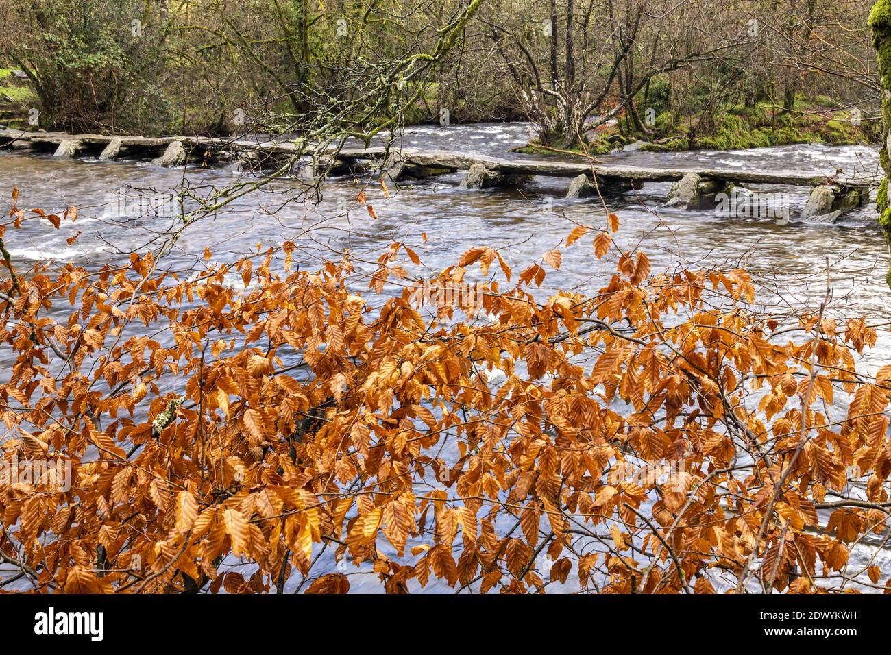 Autumn foliage of a beech tree beside the prehistoric clapper bridge across the River Barle at Tarr Steps, Exmoor National Park, Somerset Stock Photo