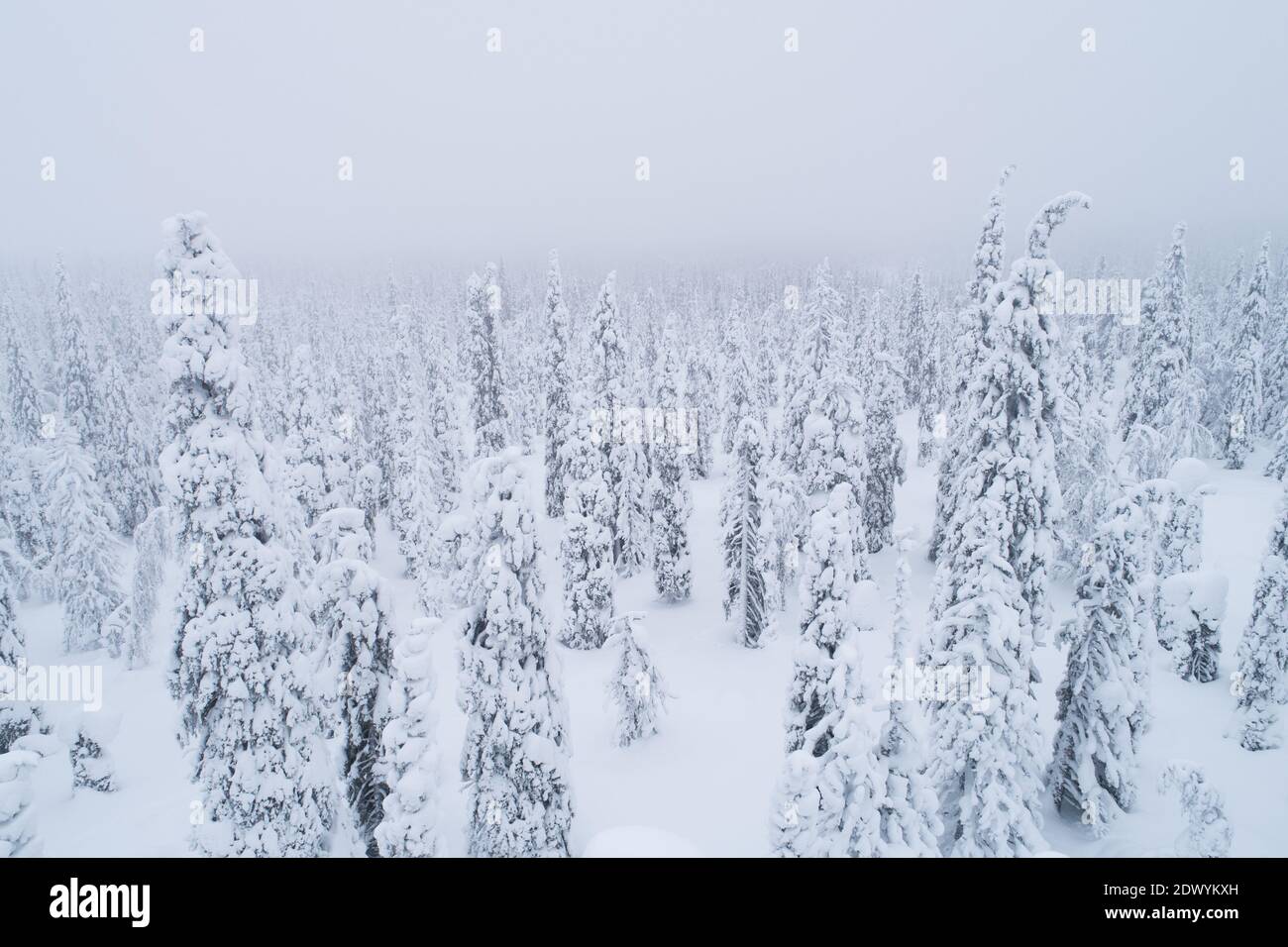 Snow covered spruce trees in Finnish taiga forest on a gloomy day ...