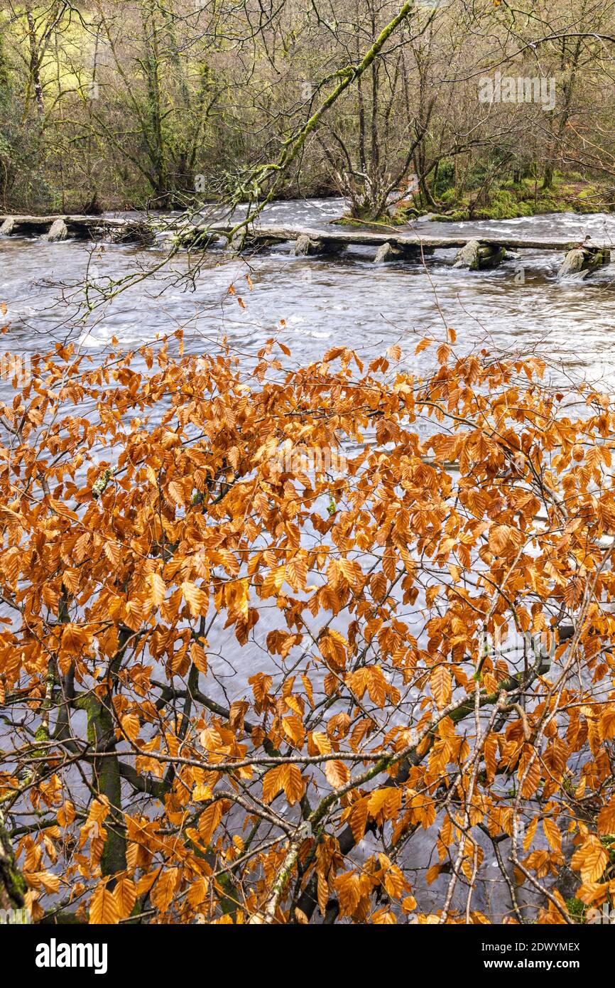 Autumn foliage of a beech tree beside the prehistoric clapper bridge across the River Barle at Tarr Steps, Exmoor National Park, Somerset Stock Photo