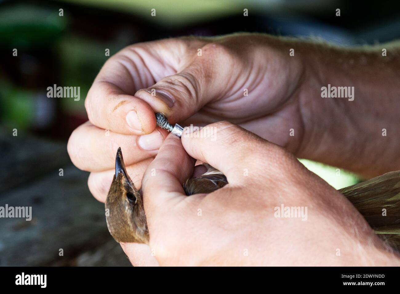 An ornithologist ringing a captured bird in a bird station on the coast of Estonia, Northern Europe. Stock Photo