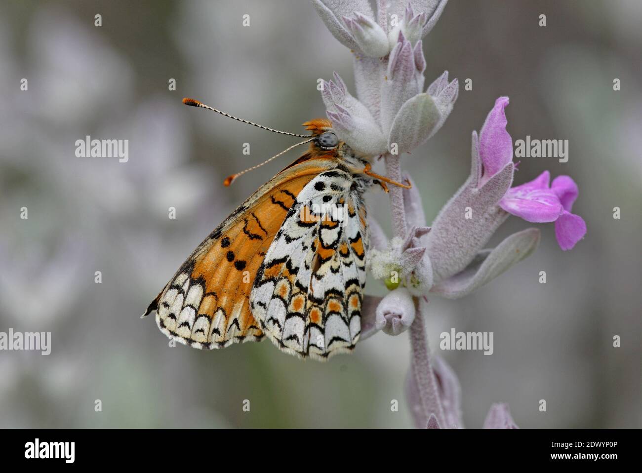 Knapweed Fritillary (Melitaea phoebe) adult resting on flower with wings closed  Armenia             May Stock Photo