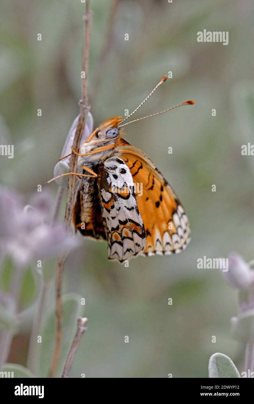 Knapweed Fritillary (Melitaea phoebe) adult perched on dead stick with wings partially open  Armenia             May Stock Photo