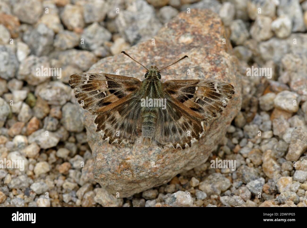 Mallow Skipper (Carcharodus alceae) adult sunning on rock with wings open  Armenia             May Stock Photo