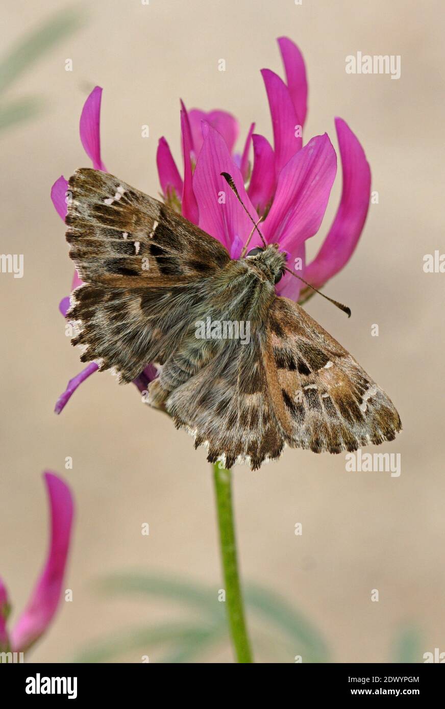 Mallow Skipper (Carcharodus alceae) adult feeding on flower with wings open  Armenia             May Stock Photo