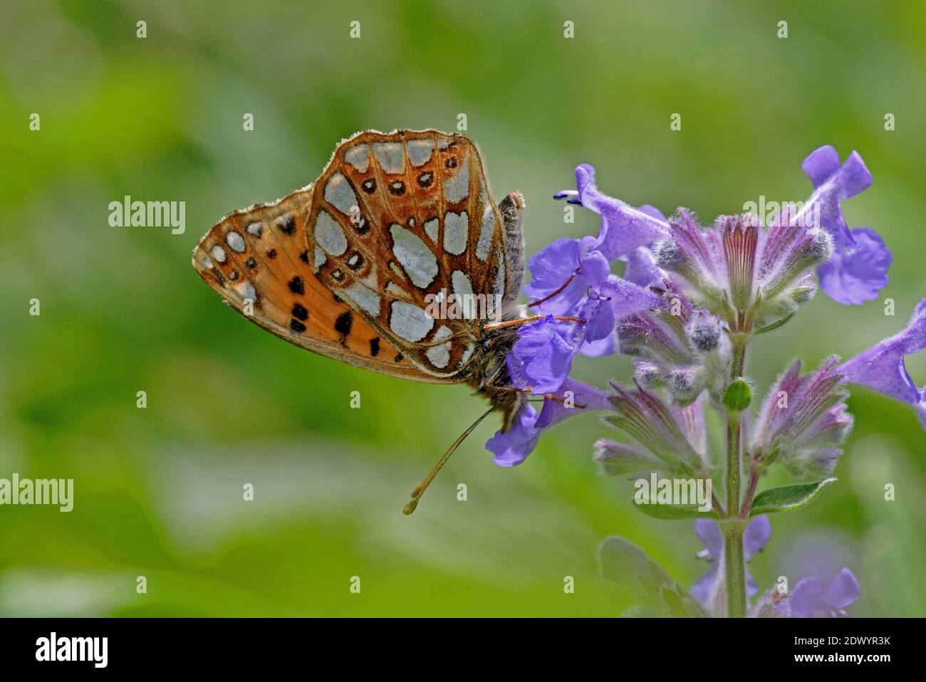 Queen of Spain Fritillary (Issoria lathonia) adult feeding on flower with wings closed  Armenia              May Stock Photo