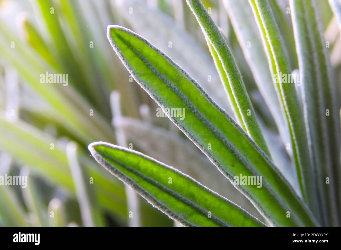 Close-up Of Succulent Plant Stock Photo
