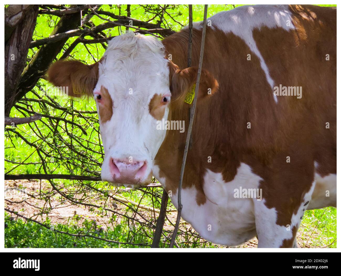 Portrait Of Cow Stock Photo