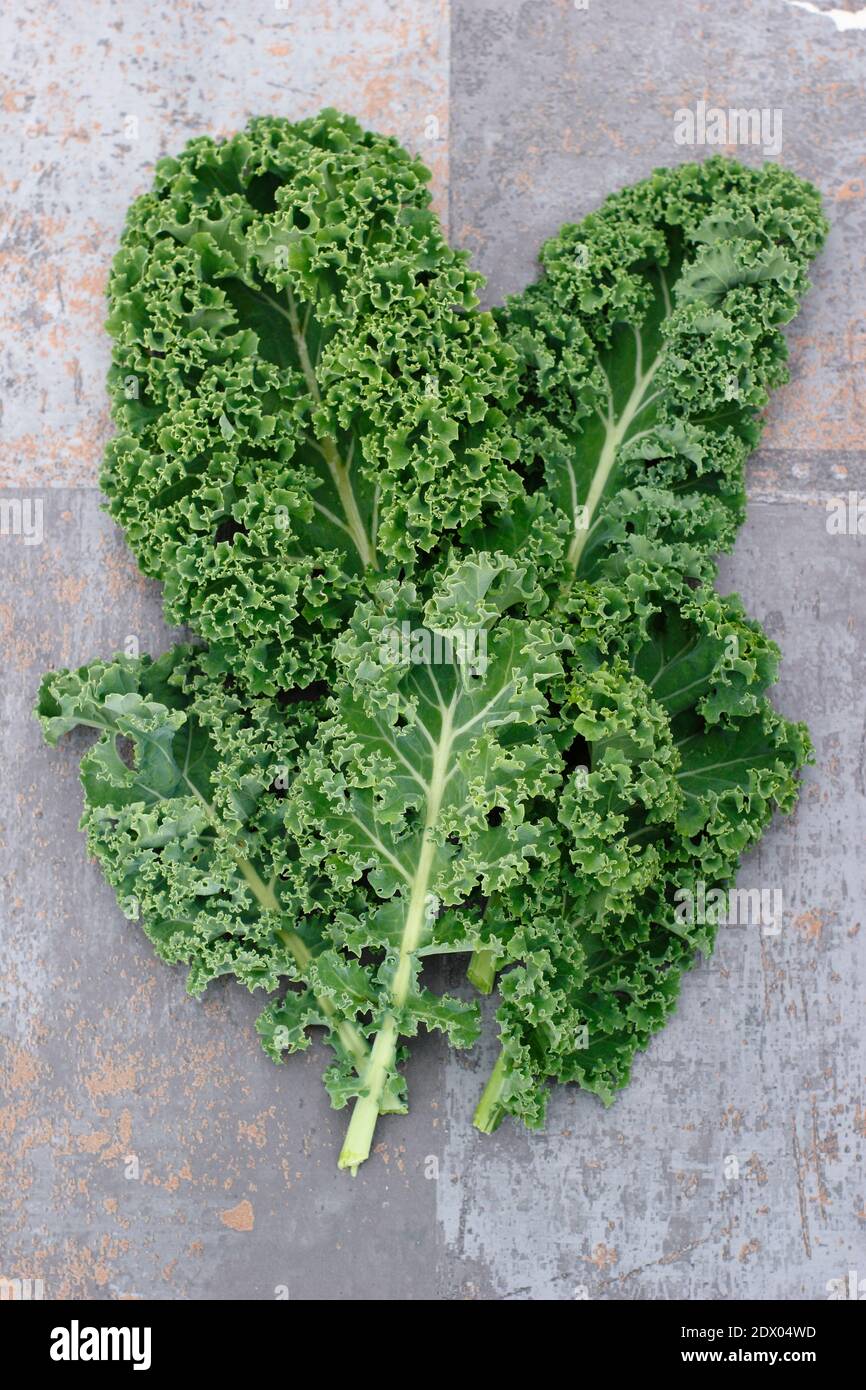 Brassica oleracea ‘Dwarf Green Curled’. Arrangement of freshly harvested homegrown  curly kale leaves. UK Stock Photo