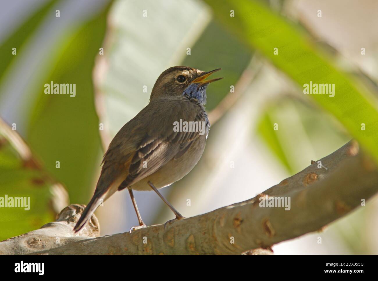 Bluethroat (Luscinia svecica cyanecula) adult male perched on branch singing  Sharm-El-Sheikh, Egypt             February Stock Photo