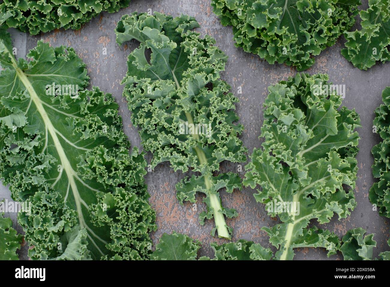 Brassica oleracea ‘Dwarf Green Curled’. Arrangement of freshly harvested homegrown  curly kale leaves. UK Stock Photo