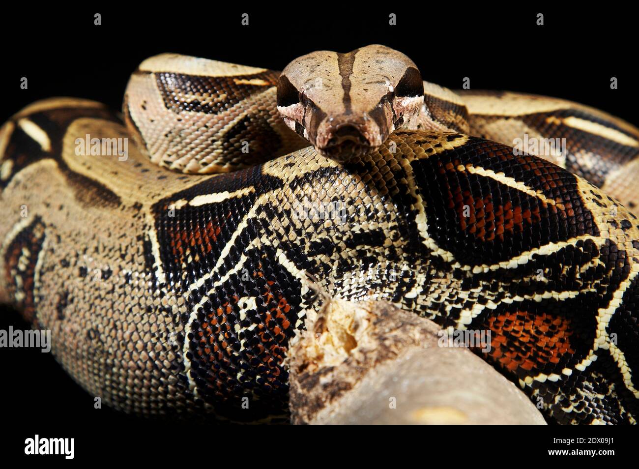 Two pythons hi-res stock photography and images - Alamy