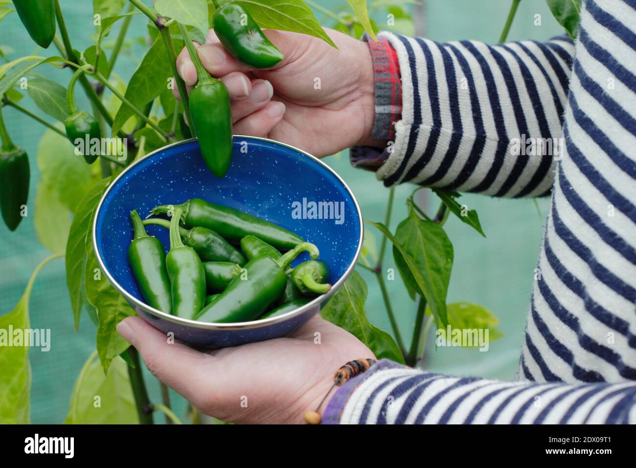 Capsicum annuum. Harvesting green jalapeno chilli peppers by hand in a