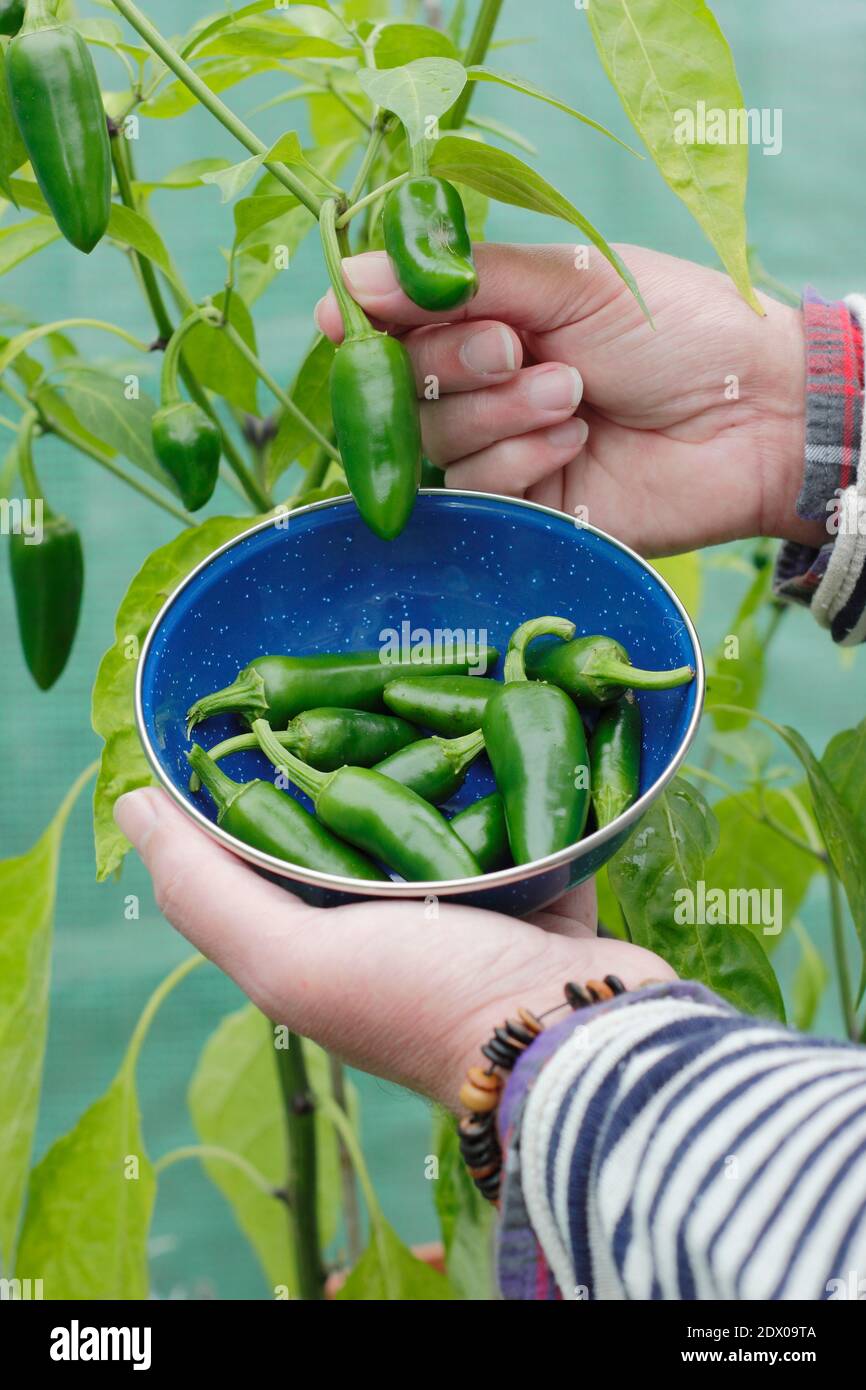 Capsicum annuum. Harvesting green jalapeno chilli peppers by hand   in a back garden polytunnel. UK. Stock Photo