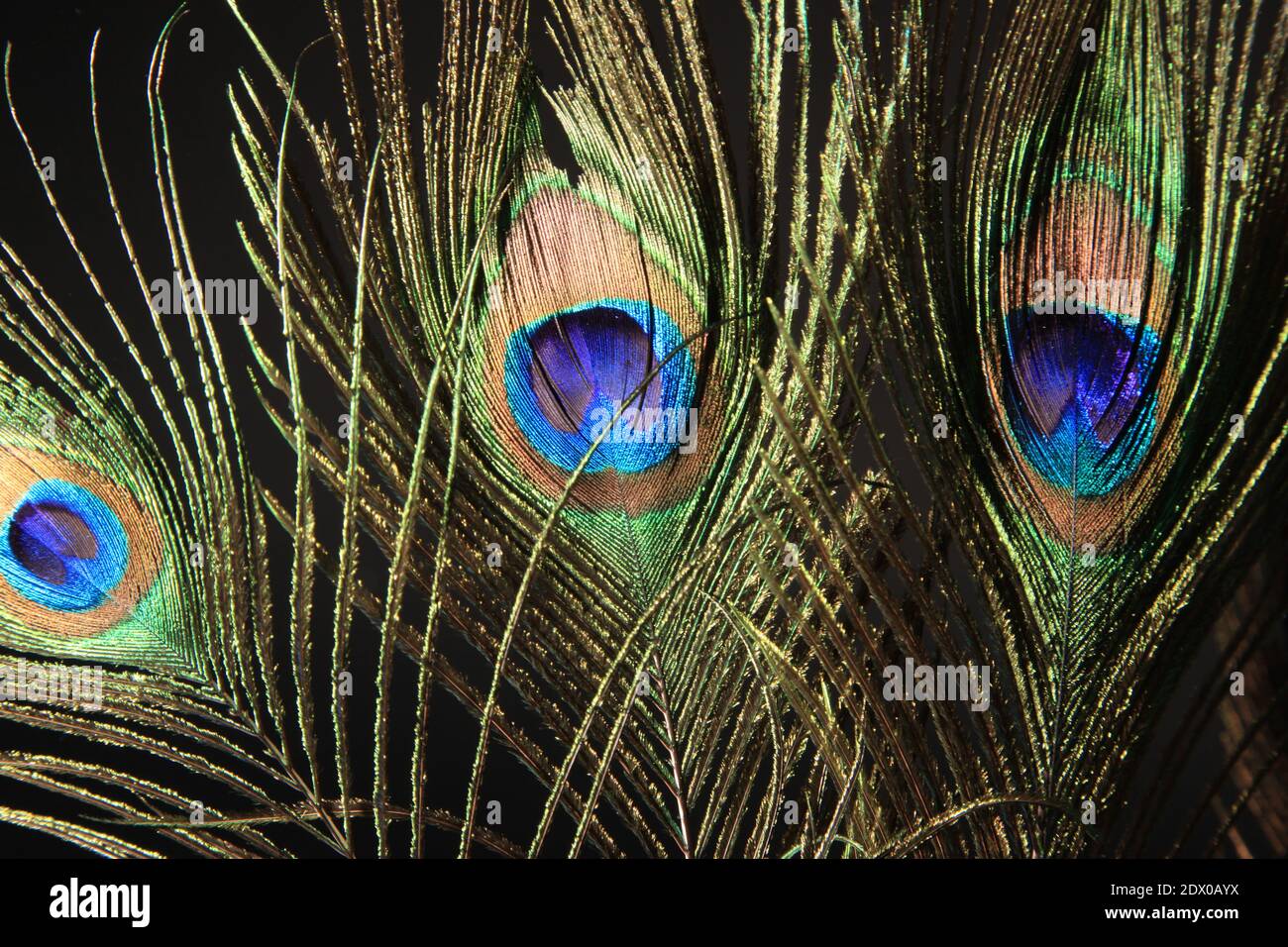 Peacock feather isolated on a black background. High quality photo Stock Photo - Alamy Peacock feather isolated on a black background. High quality photo Stock Photo - Alamy