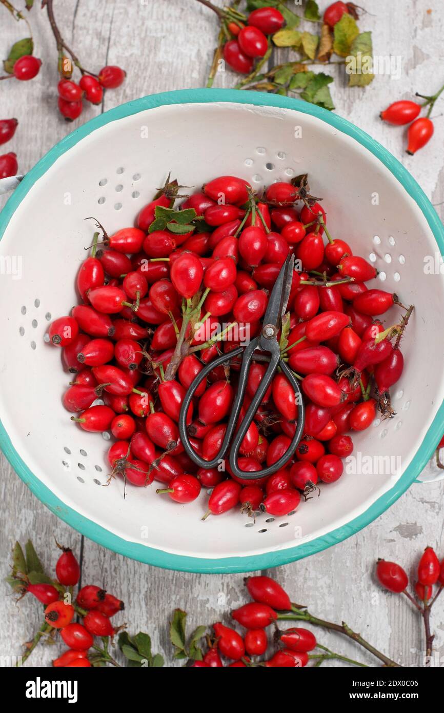 Common rosehips collected into a colander ready for making into syrup and jellies. UK Stock Photo
