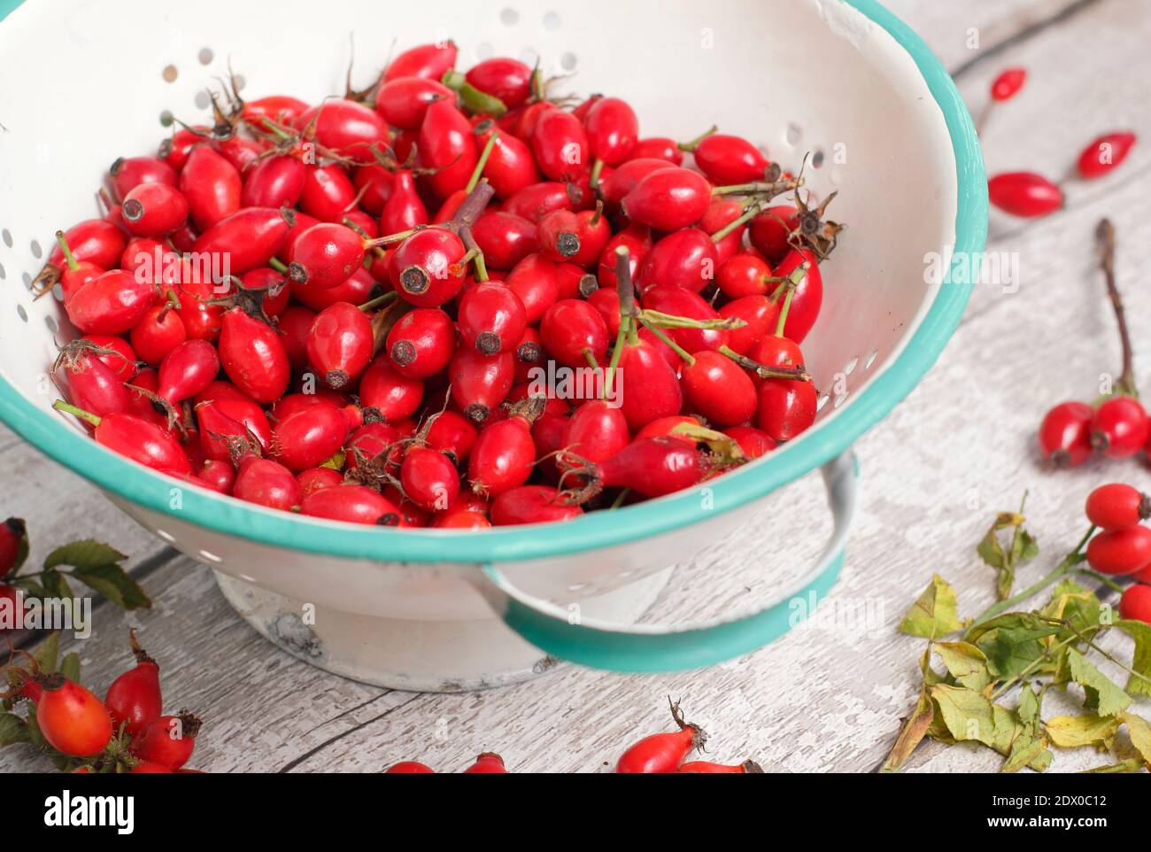 Common rosehips collected into a colander ready for making into syrup and jellies. UK Stock Photo