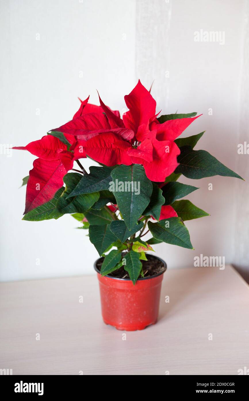 Red poinsettia christmas plant. New Year's flower on the table. Stock Photo