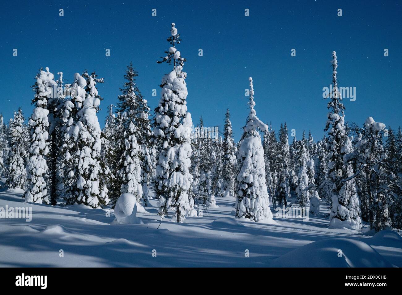 Summery old-growth taiga forest in Riisitunturi National Park, Northern  Finland Stock Photo - Alamy