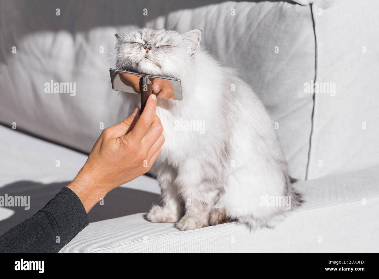 Longhaired cat enjoying while being brushed and combed. Lovely cat is