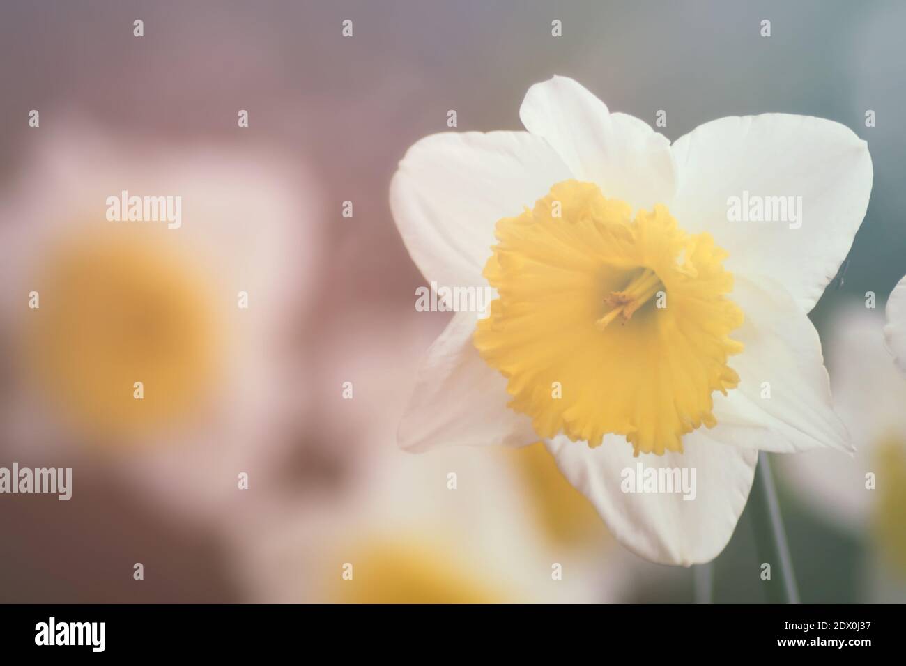 Narcissus, flower with five white petals and a bell in the center Stock