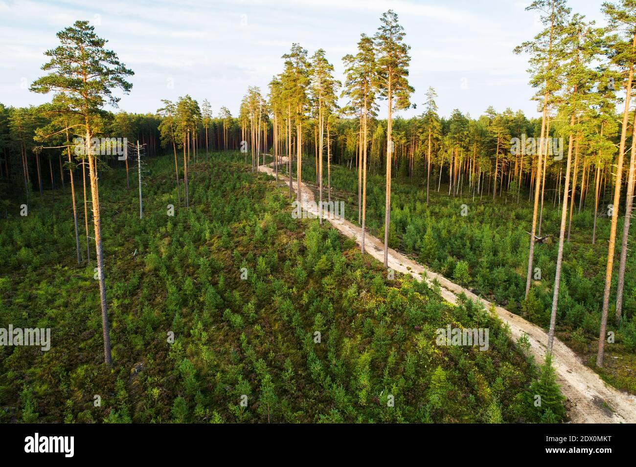 An aerial of former clear-cut area with new young pine trees and tall seed trees left after logging in Estonia, Nortern Europe. Stock Photo