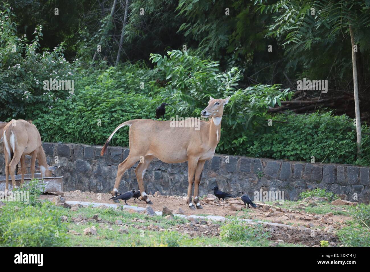 Nilgai pakistan hires stock photography and images Alamy