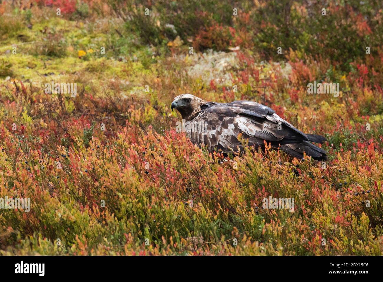 Majestic European predator Golden eagle, Aquila chrysaetos feeding on a carcass during an autumn foliage in taiga forest near Kuusamo, Northern Finlan Stock Photo