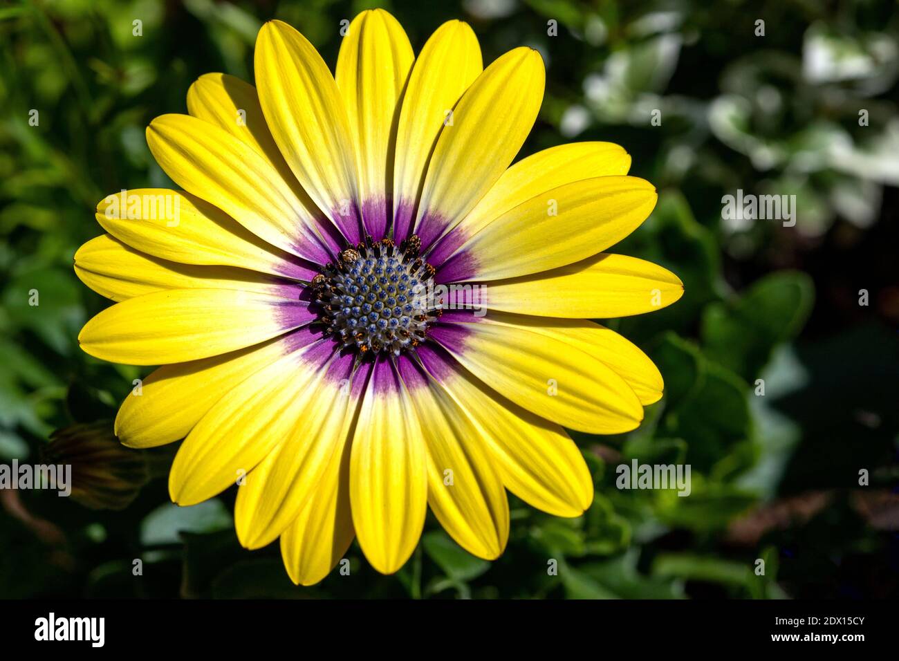 African daisy blue eyed beauty hi-res stock photography and images - Alamy