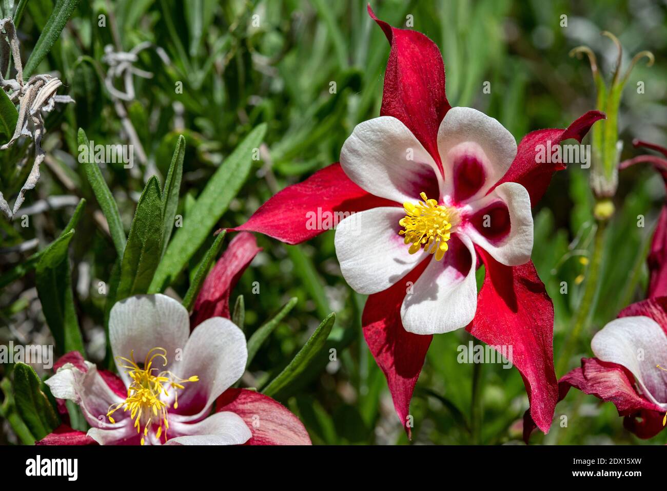 A colourful and contrasting red and white Columbine Marion Masse (aquilegia vulgaris), in full bloom in late spring. Stock Photo