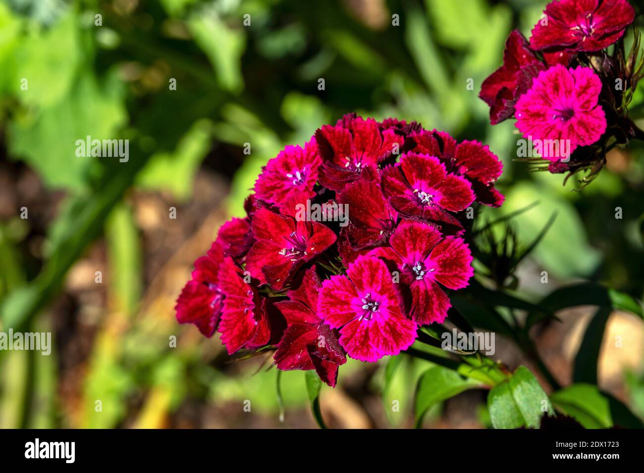 Red Dianthus High Resolution Stock Photography and Images - Alamy