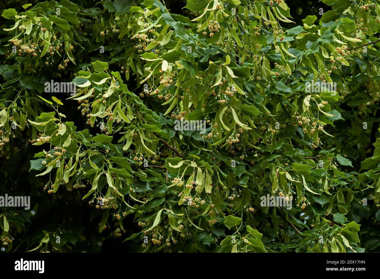 Yellow bloom and green leaves of Tilia, linden or linden in summer, Sofia, Bulgaria Stock Photo