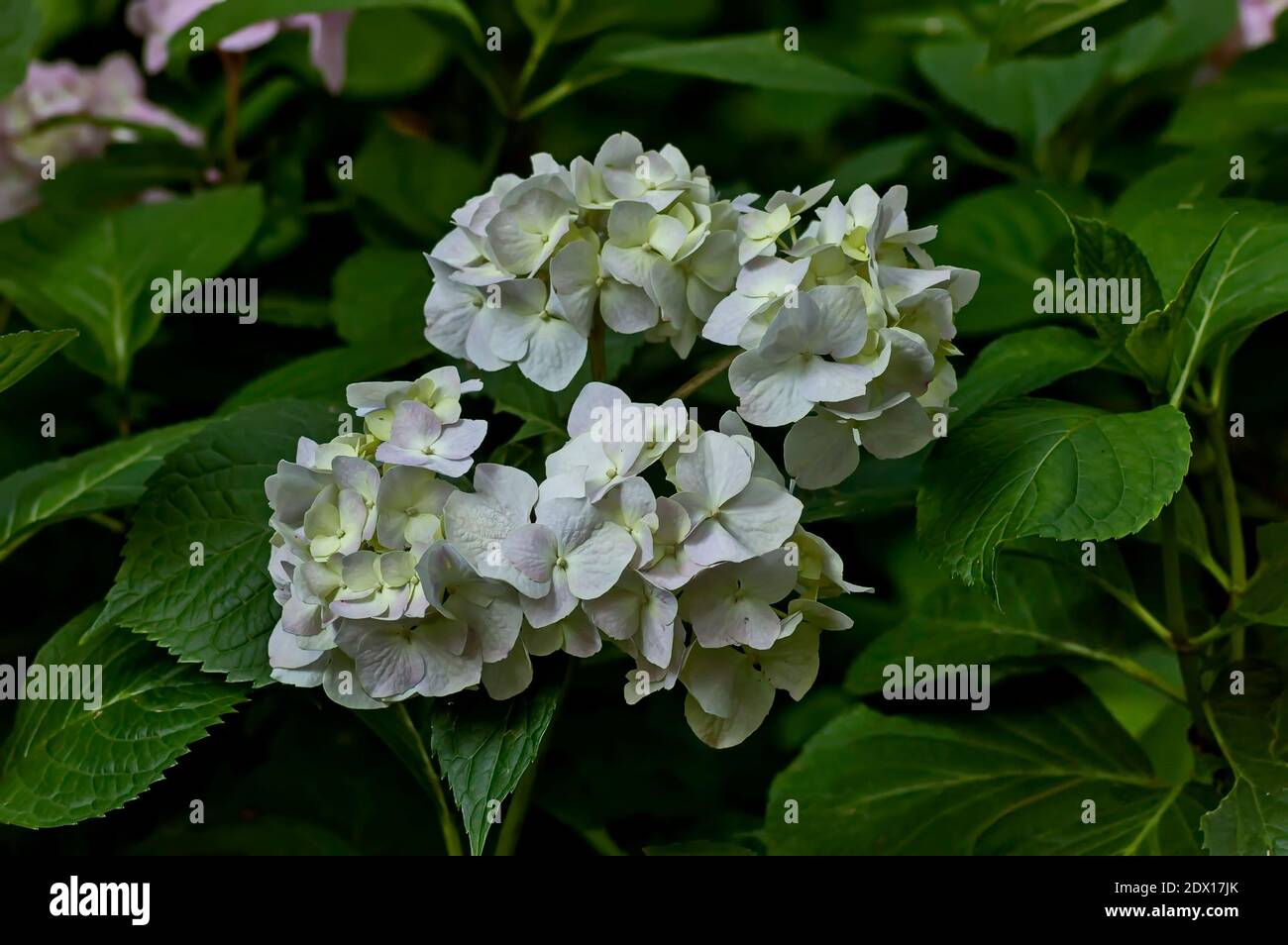 Multiple white hydrangea plant or hortensia flower with bloom and ...