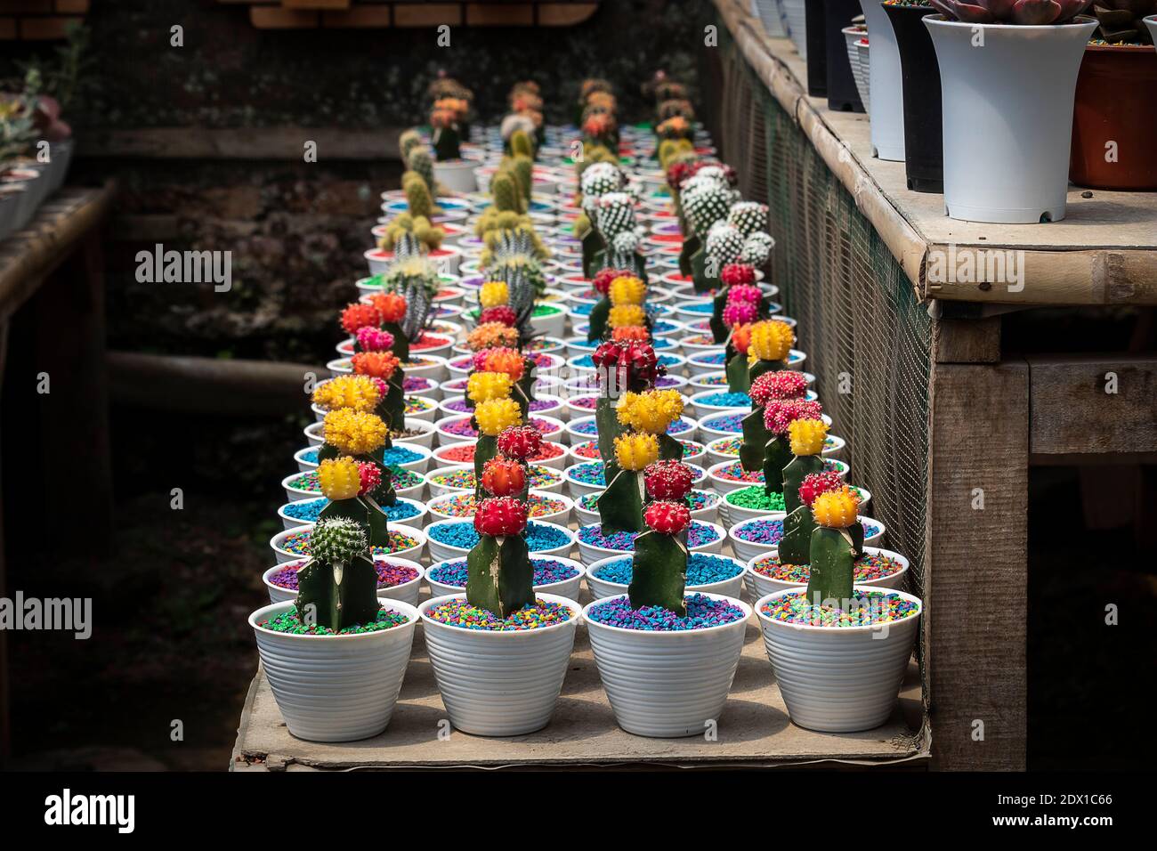 Potted Plants At Market Stall Stock Photo Alamy
