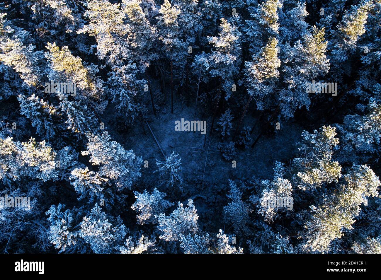 An aerial view of snowy boreal coniferous forest with frosty pine and ...