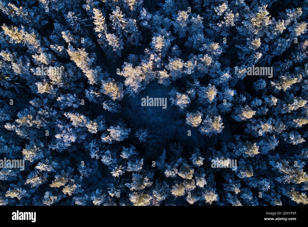An aerial view of snowy boreal coniferous forest with frosty pine and ...