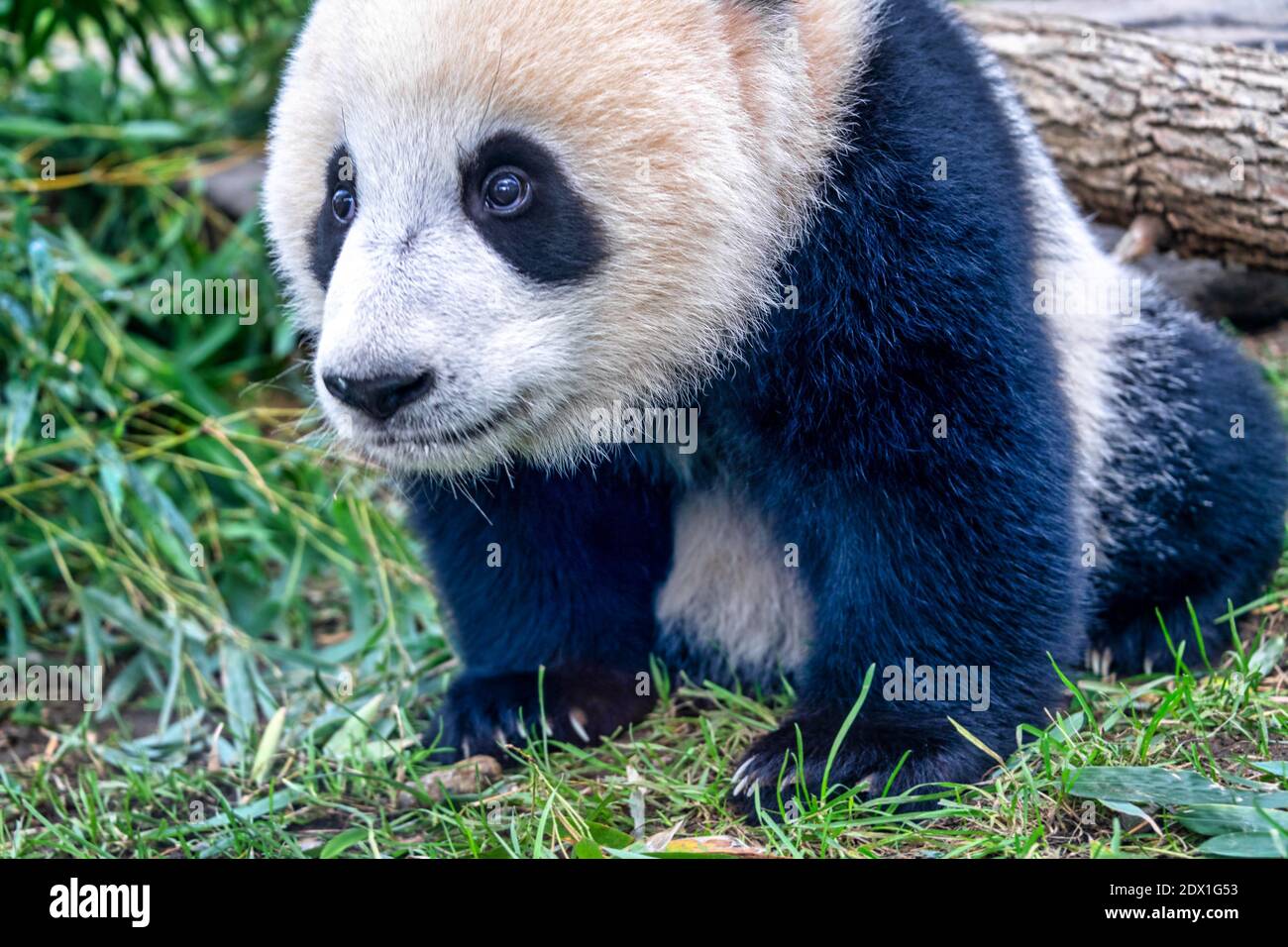 Panda Bear Cub High Resolution Stock Photography and Images - Alamy