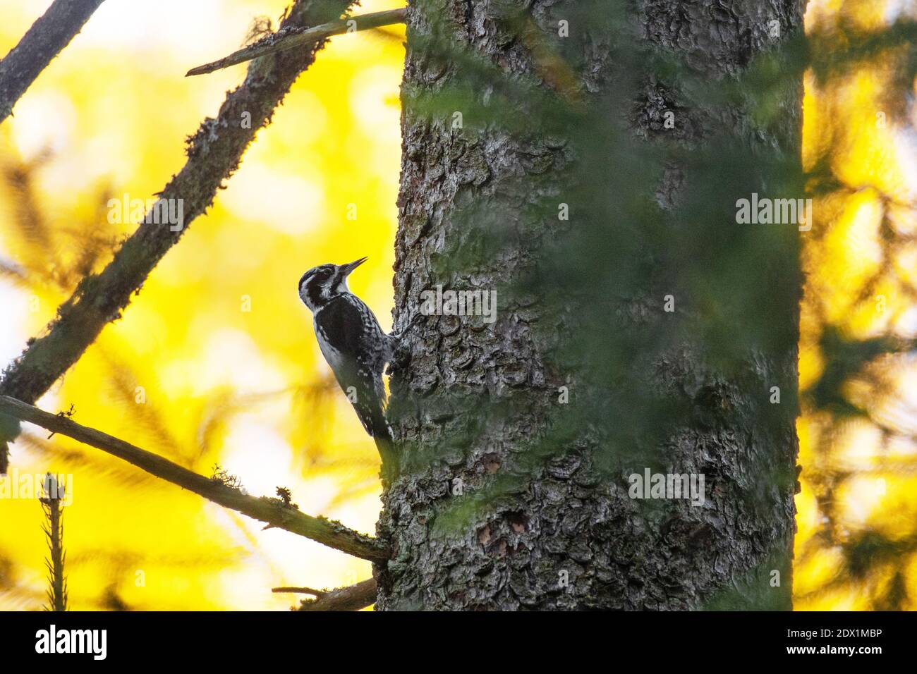European woodland bird Three-toed woodpecker, Picoides tridactylus on a spruce trunk in an old-growth forest in Estonia. Stock Photo