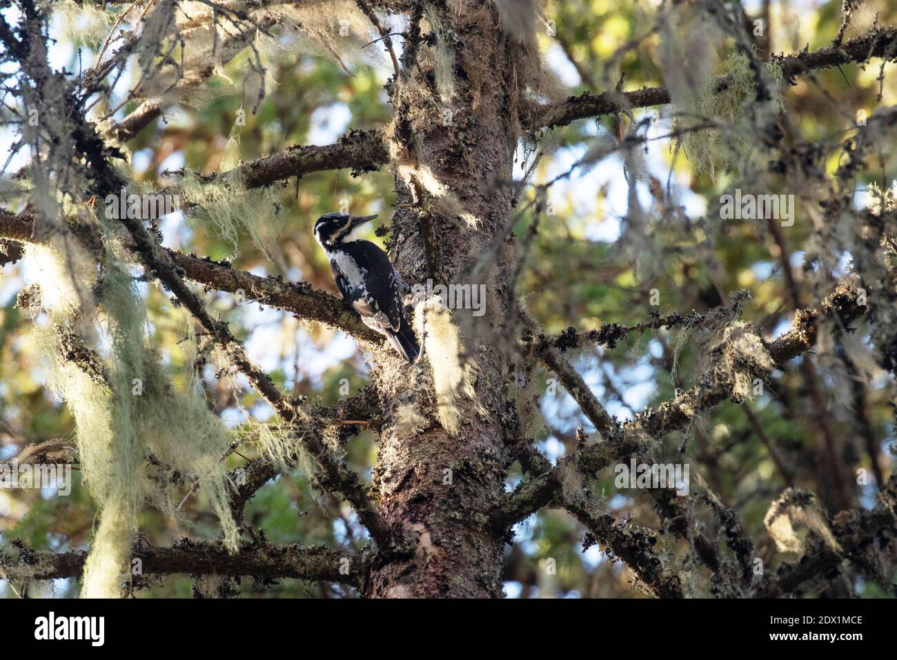 European woodland bird Three-toed woodpecker, Picoides tridactylus on a spruce trunk in an old-growth forest in Estonia. Stock Photo
