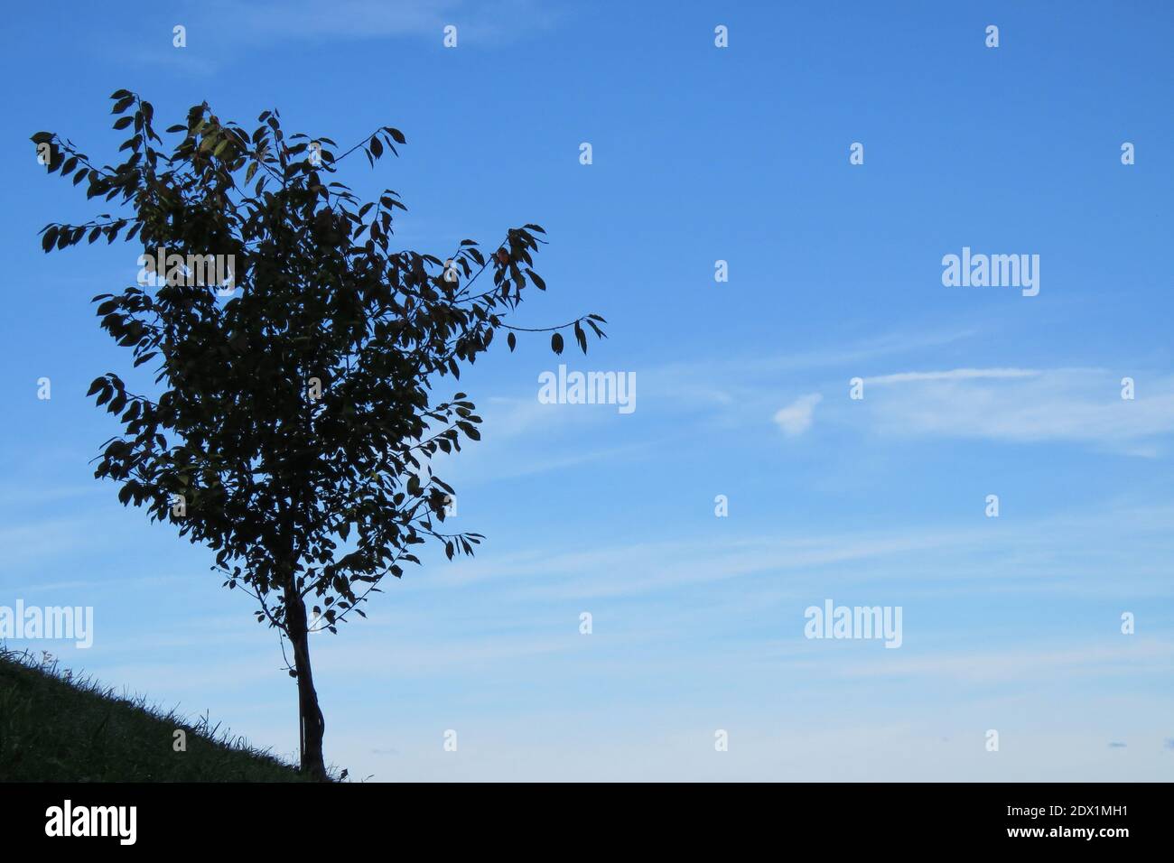Low Angle View Of Tree Against Sky Stock Photo