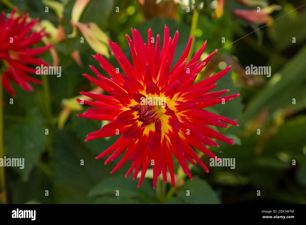 WA18807-00...WASHINGTON - Dahlias blooming in a fall garden. Stock Photo