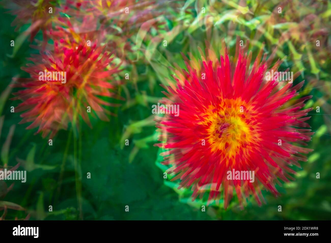 Multiple yellow dahlias hi-res stock photography and images - Alamy