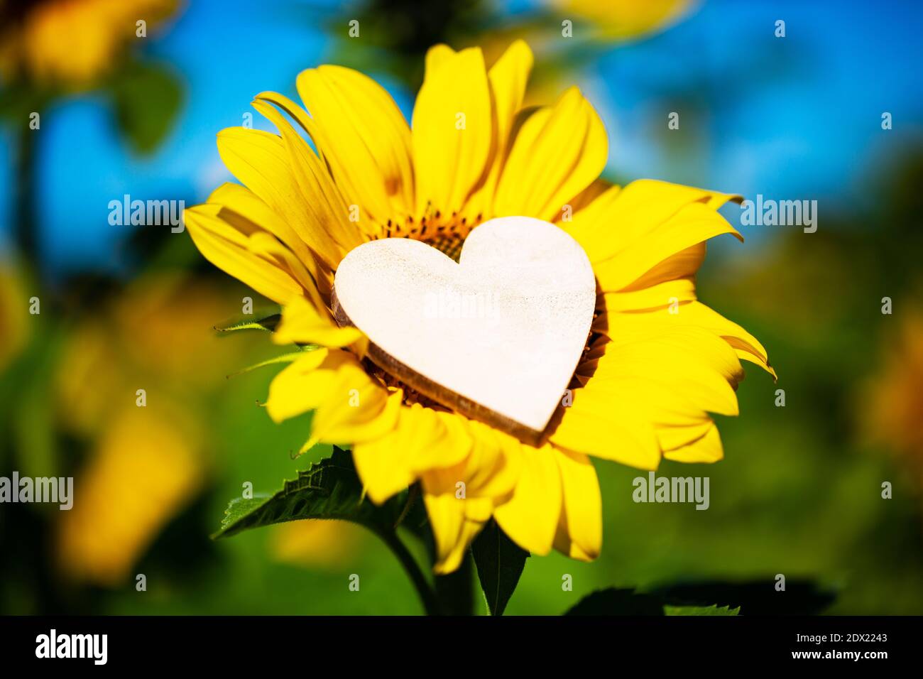 Sunflower with heart in the middle, Love, love you Stock Photo - Alamy