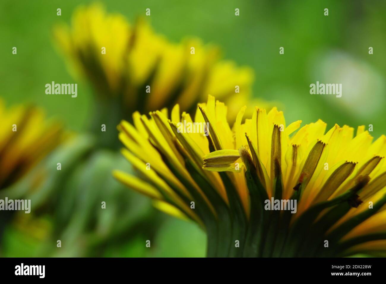 Close-up Of Yellow Flowering Plant Stock Photo