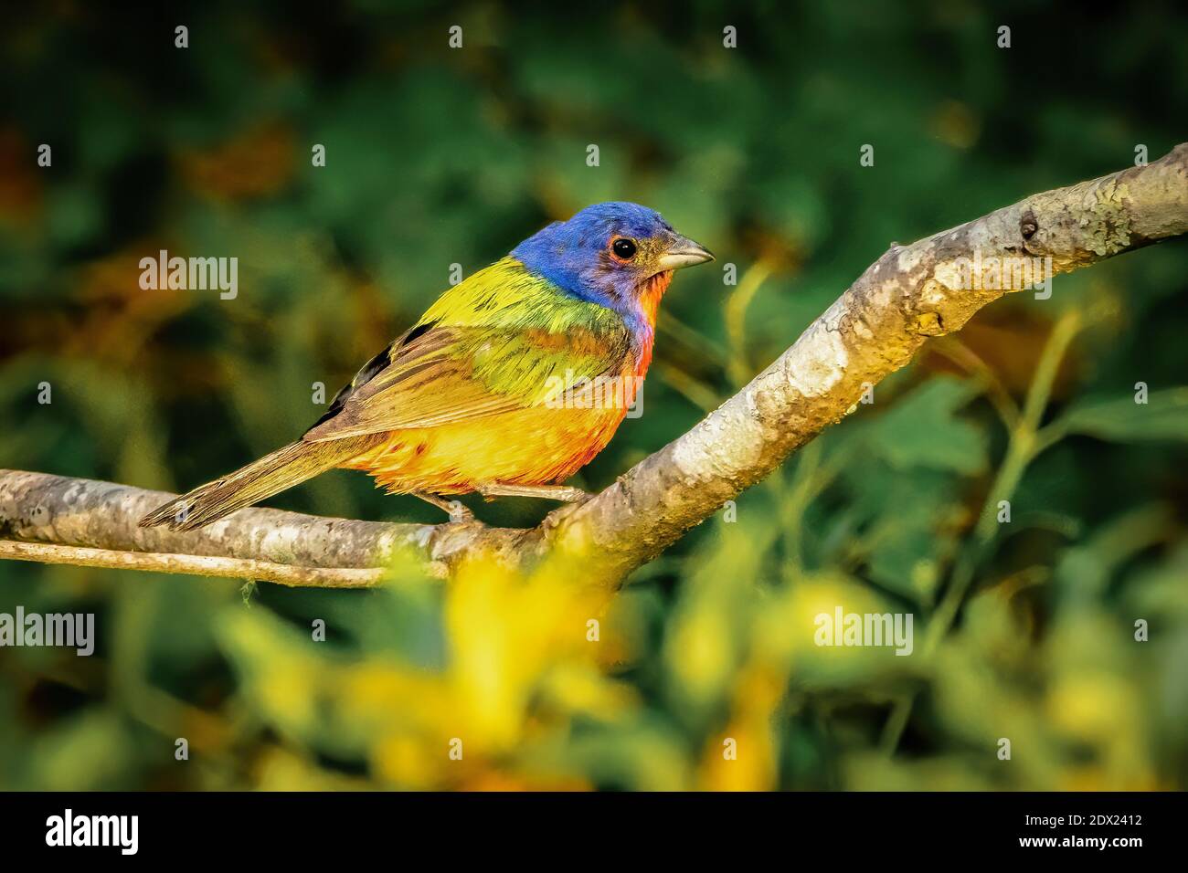 Painted bunting in South Carolina Stock Photo Alamy