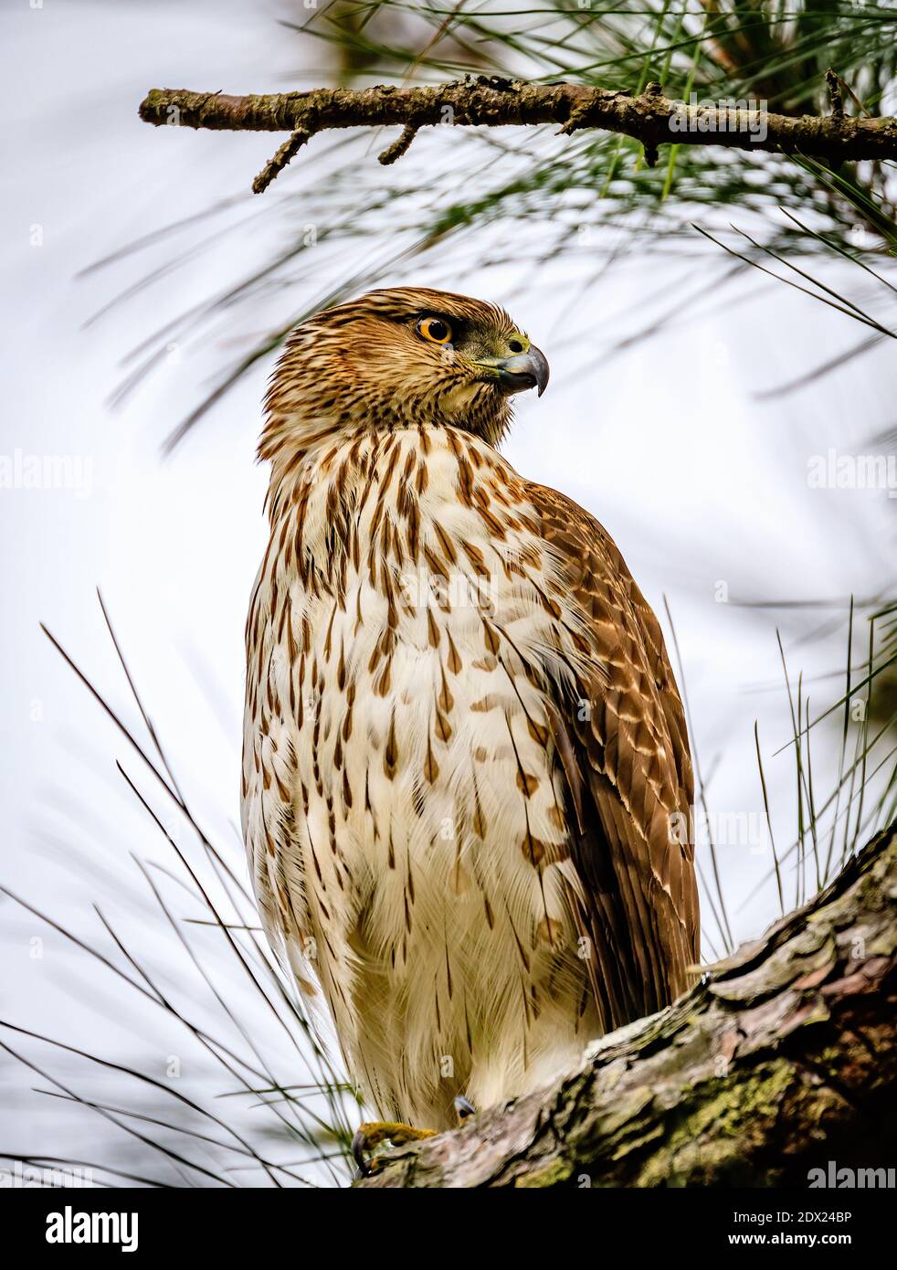 A Cooper's hawk on the lookout in North Carolina Stock Photo Alamy