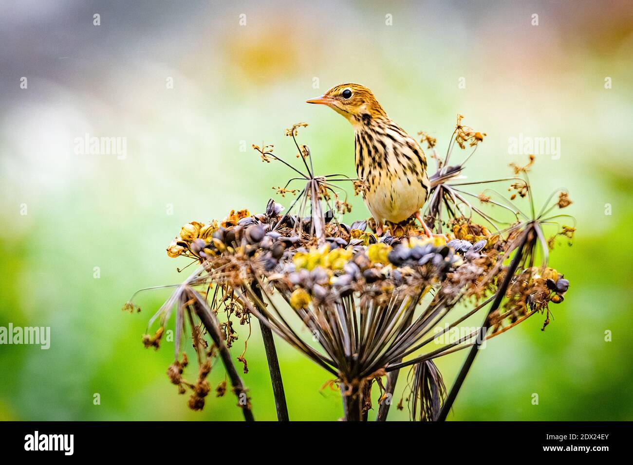 Pechora pipit in the Russian Far East Stock Photo