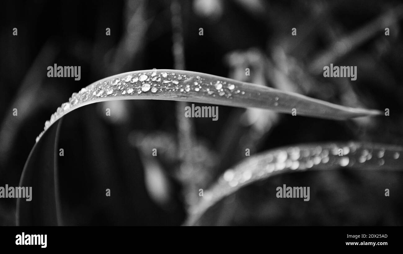 wet grass afret rain, monochrome picture Stock Photo