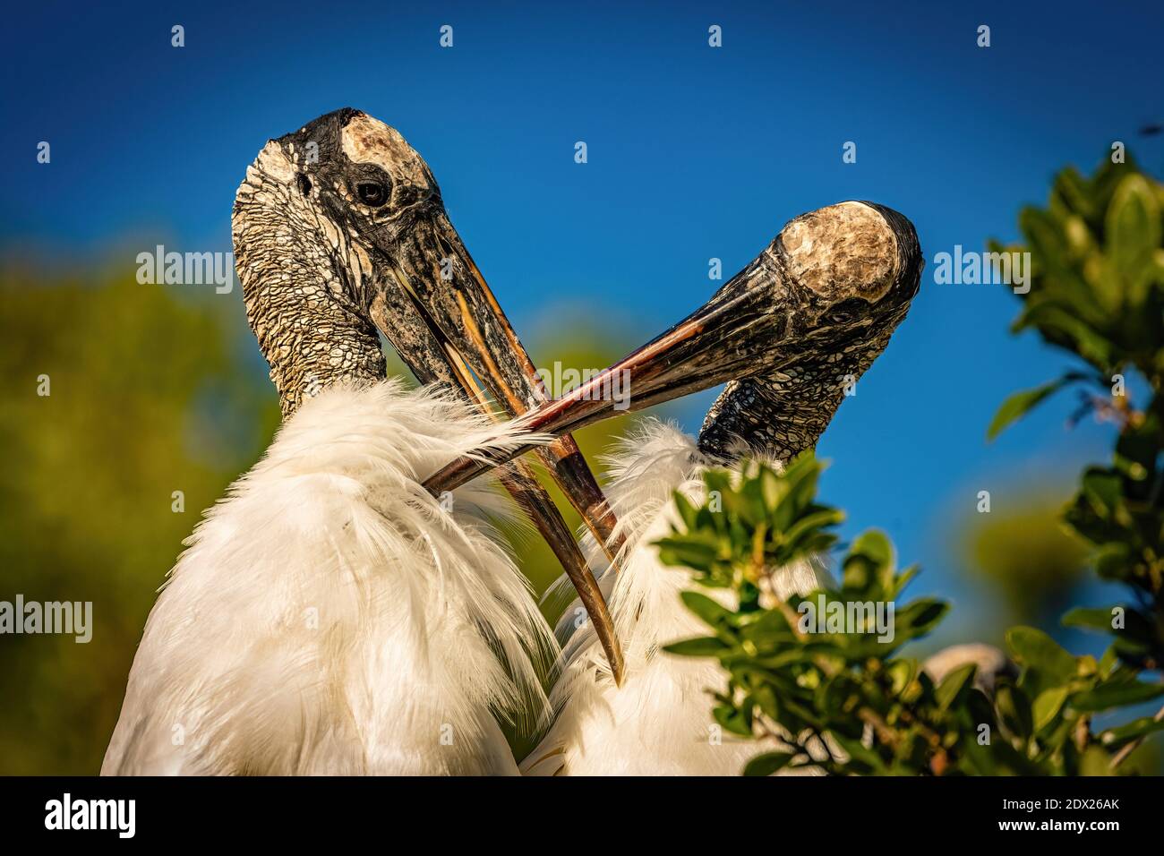 A pair of preening wood storks in Florida Stock Photo - Alamy